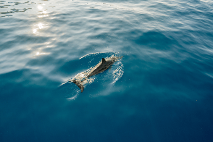dolphins swimming in the ocean